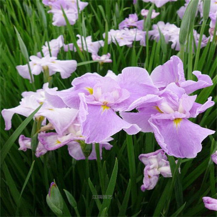 青州花菖蒲公园 水池 湿地绿化用苗 花菖蒲多色系水生植物 花菖蒲河道清淤