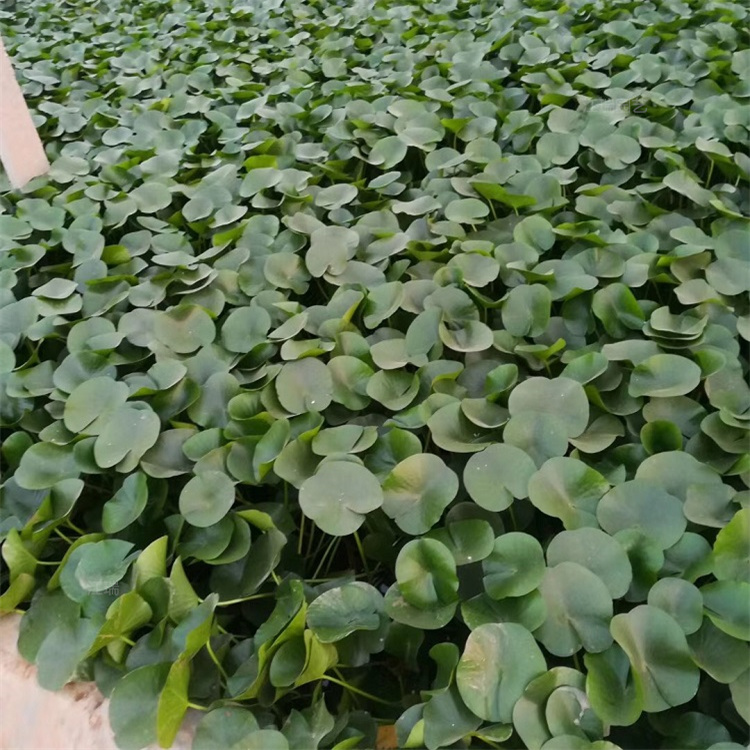 青州睡莲小苗繁殖基地 室外庭院水池种植品种睡莲 河道改造 清淤睡莲批发中心 江瑞