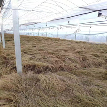 青州桔红苔草批发中心 橘红苔草公园 路旁 岩石边都可种植 欢迎选购