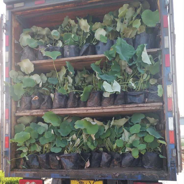 青州荷花小苗培育基地 盆栽精品荷花出售 河道清淤绿化荷花供应 江瑞园艺