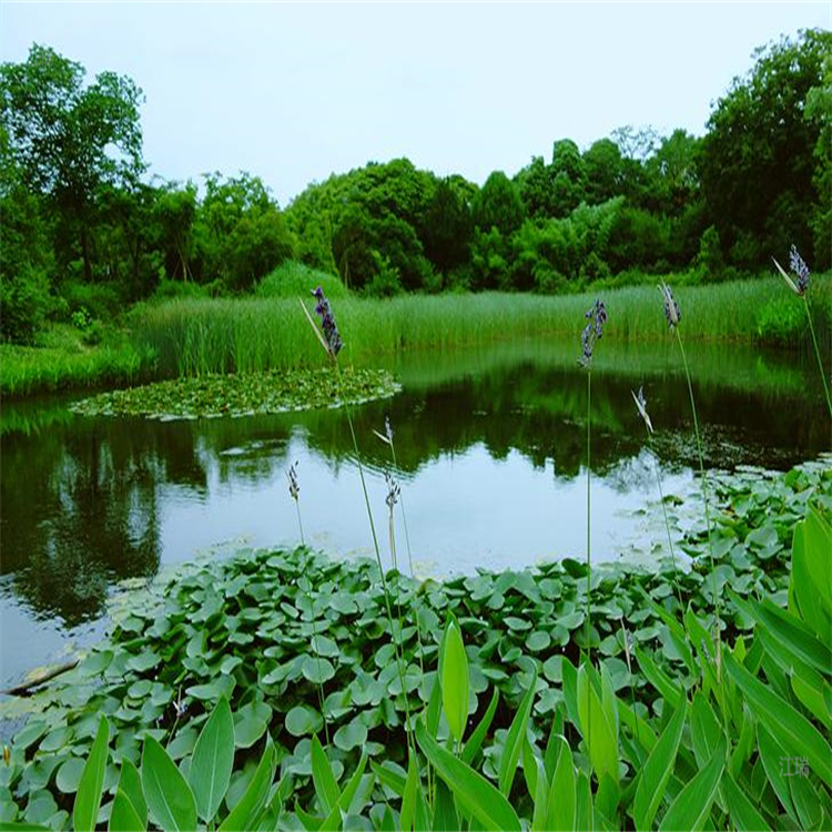 青州再力花杯苗培育中心 河道绿化再力花基地 再力花低价直发 江瑞园艺