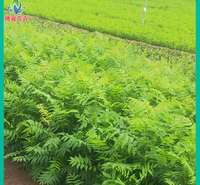 厂区绿化苗木 绿化珍珠梅 珍珠梅苗木基地【腾骏】