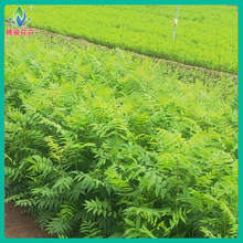 厂区绿化苗木 绿化珍珠梅 珍珠梅苗木基地【腾骏】