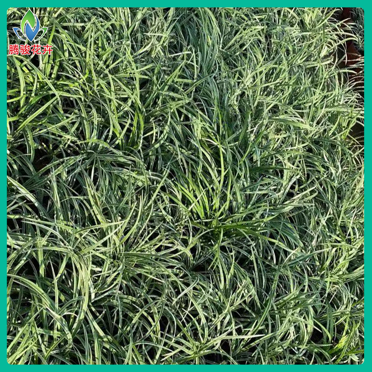 银边麦冬草 基地供应 地被绿化用银边麦冬小苗 腾骏花卉