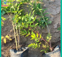腾骏花卉 出售 珍珠梅 高30公分左右 地栽珍珠梅批发