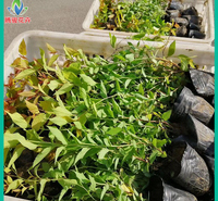 量大优惠 金焰绣线菊培育 山东绣线菊