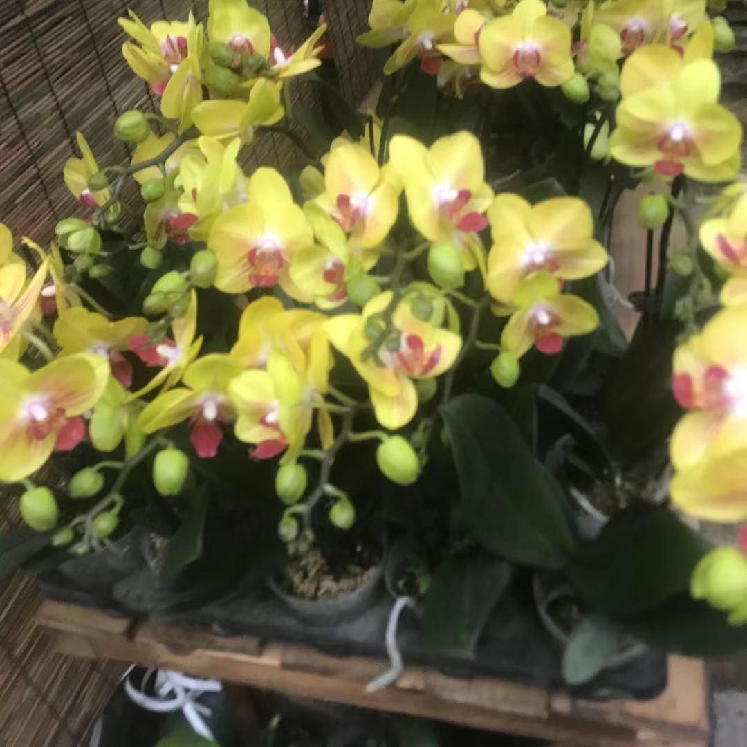 蝴蝶兰批发  美艺花卉  蝴蝶兰价格