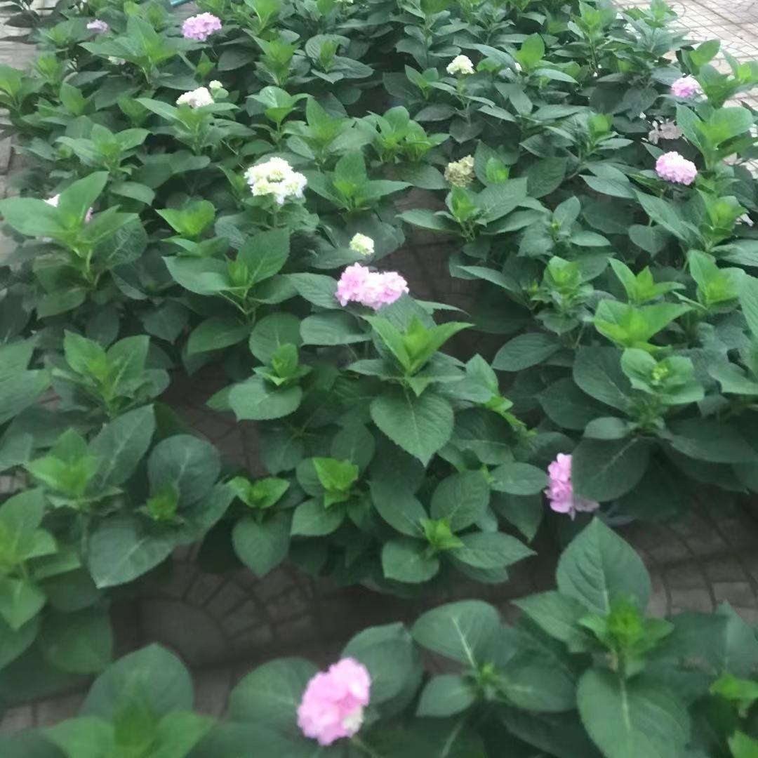 绣球价格  美艺花卉  供应丛生木本绣球