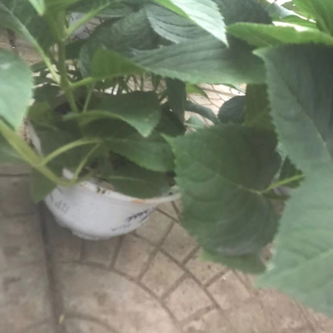 绿化绣球  美艺花卉 山东绣球基地 