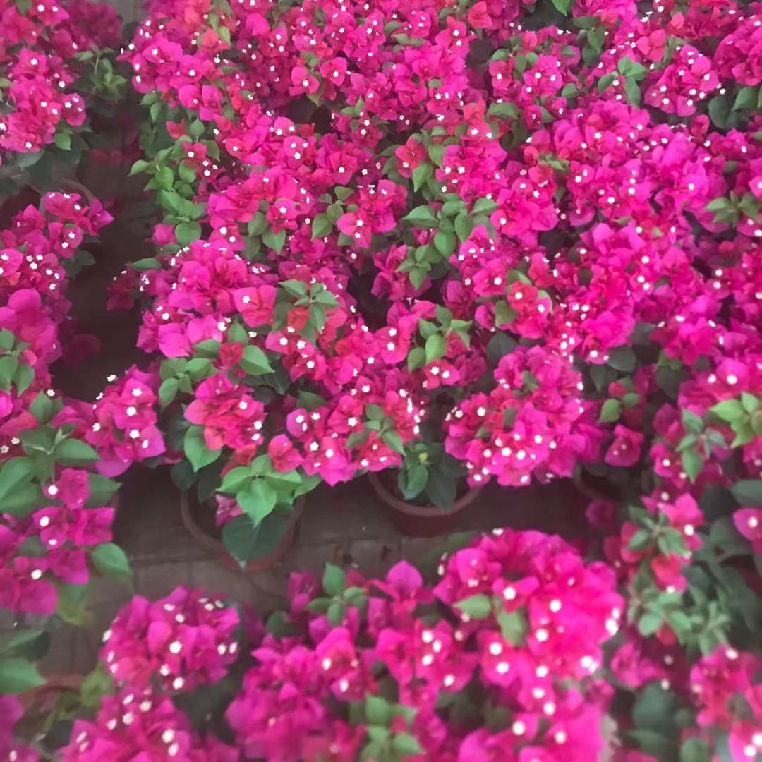 三角梅盆栽  美艺花卉  三角梅苗基地