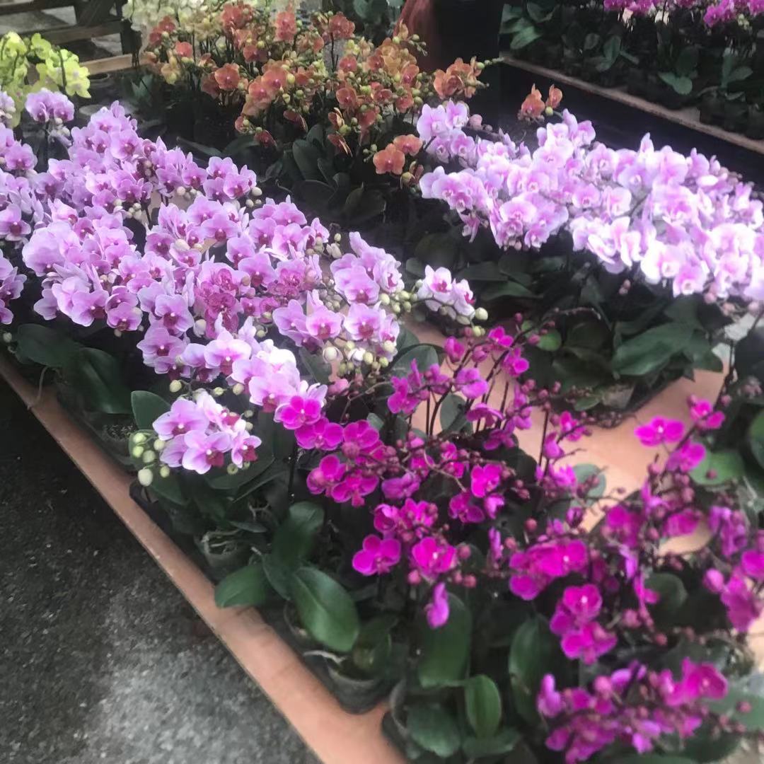 蝴蝶兰基地直发 美艺花卉 年宵花观赏花