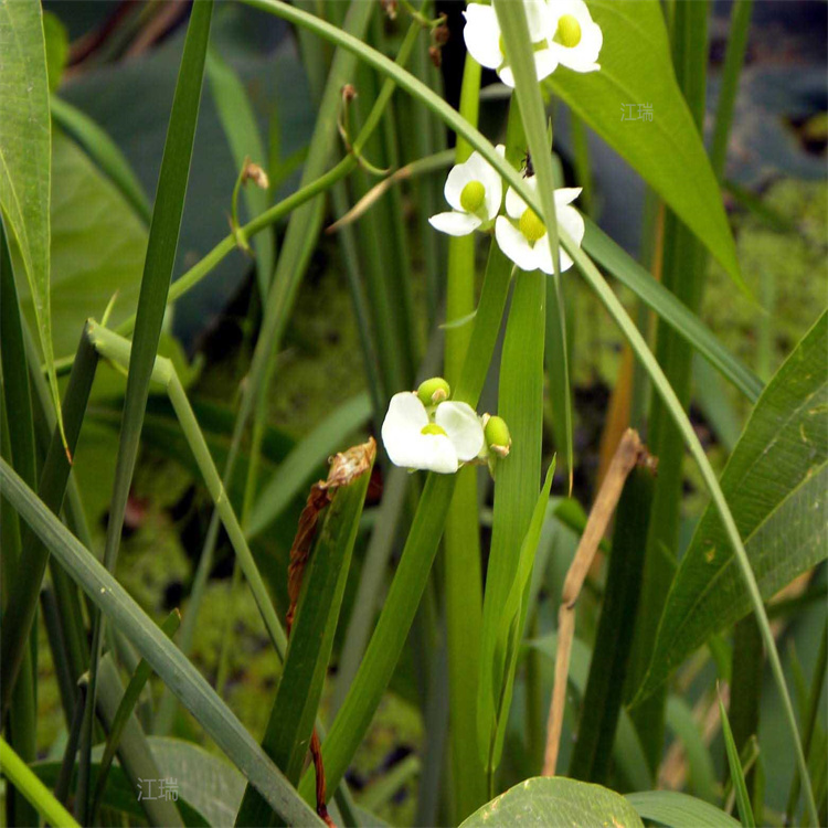 广东茨菇低价出售 茨菇水池绿化 茨菇观赏价值高 江瑞园艺
