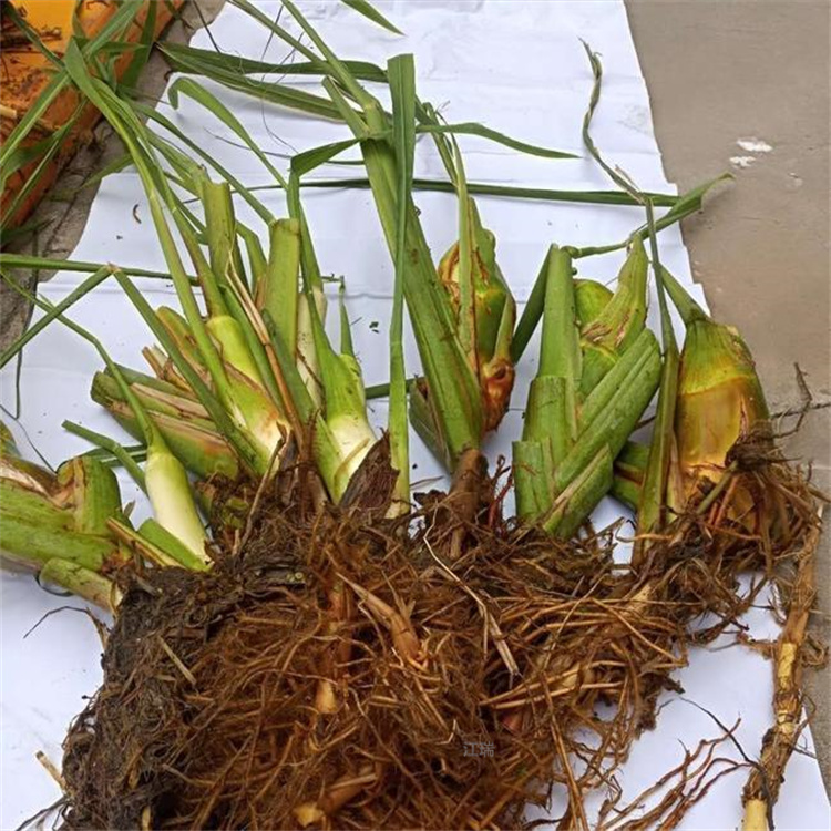 青州茭白河道绿化 茭白品质优良 江瑞园艺 茭白观赏价值高