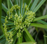 旱伞草河道绿化 山东旱伞草批发中心 旱伞草品质优良 江瑞