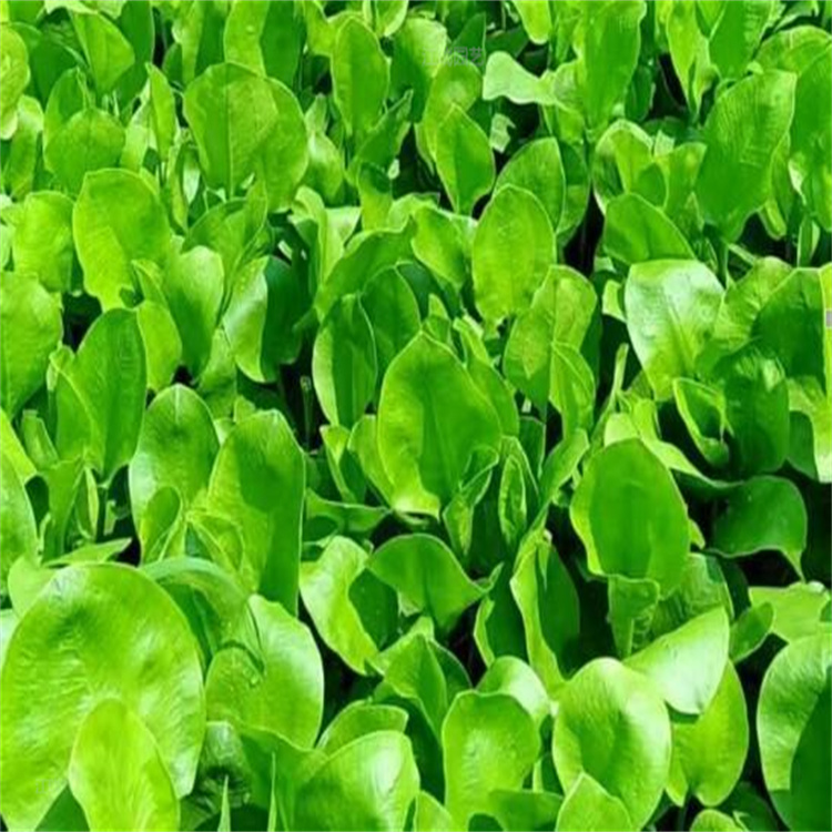 青州泽泻绿化水生植物 泽泻种植中心 泽泻室外庭院水池绿化 江瑞