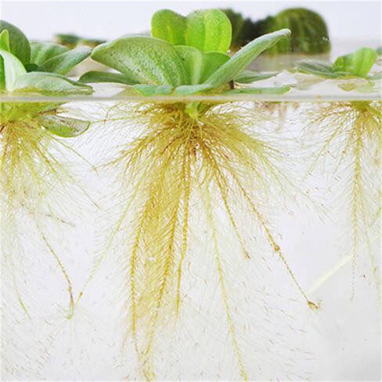 江西水芙蓉水体绿化用苗 水白菜低价直发 池塘改造水芙蓉 欢迎询价