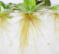 江西水芙蓉水体绿化用苗 水白菜低价直发 池塘改造水芙蓉 欢迎询价
