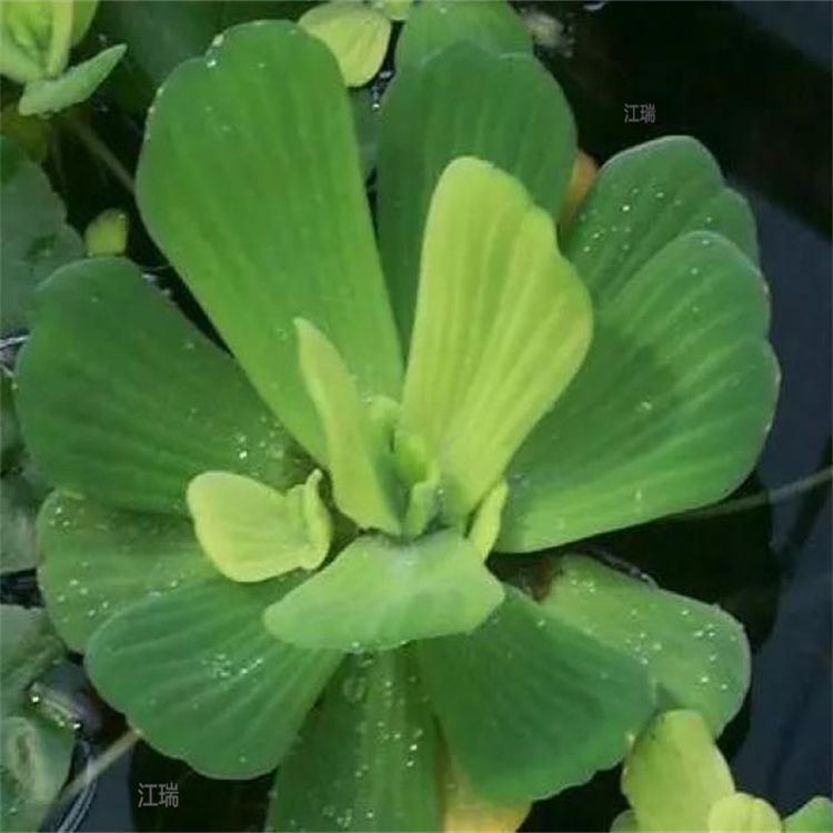 青州水芙蓉耐观赏 河道清淤水芙蓉 水白菜室外庭院水池绿化 江瑞园艺水生植物基地