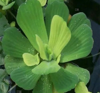 青州水芙蓉耐观赏 河道清淤水芙蓉 水白菜室外庭院水池绿化 江瑞园艺水生植物基地