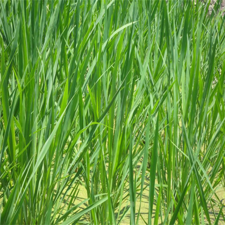 茭白河道改造 山东茭白种植基地 茭白池塘绿化 江瑞园艺