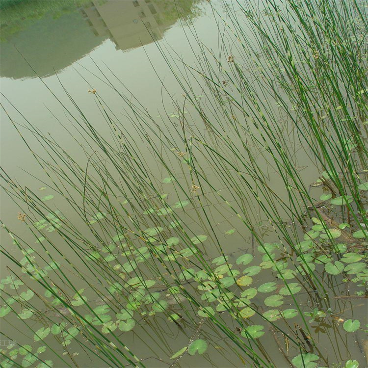 山西花叶水葱品质优良 花叶水葱池塘绿化 花叶水葱挺水植物 江瑞园艺
