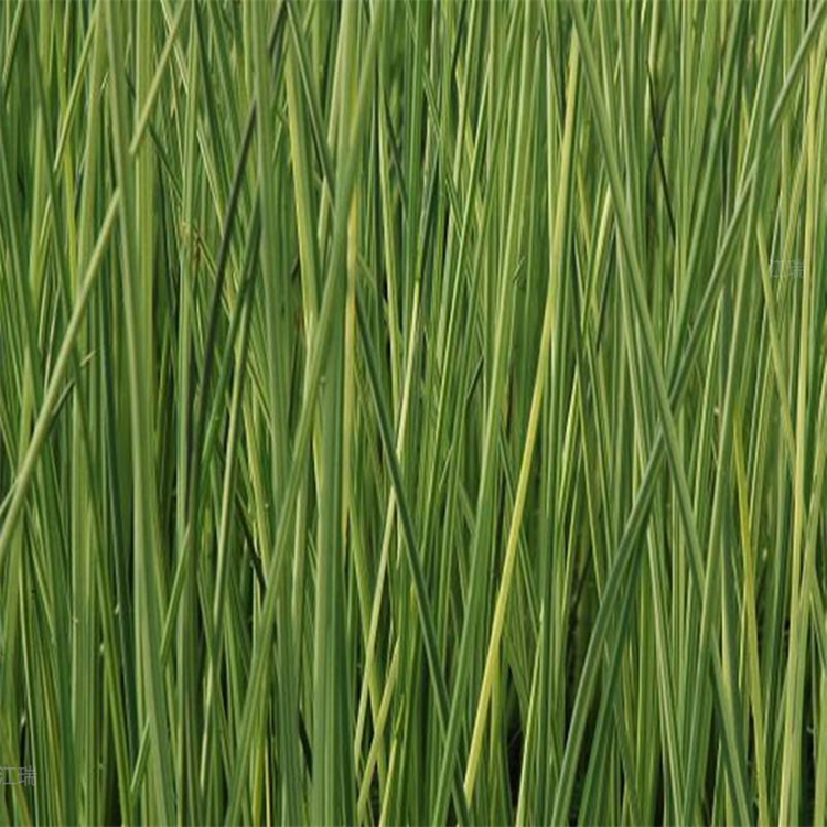 青州水葱河道改造植物 水葱水体清淤 水葱形态多样 耐观赏 江瑞园艺