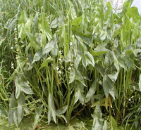 青州茨菇采购基地 茨菇农户价格 河道绿化茨菇供应 江瑞园艺多年生水生植物基地