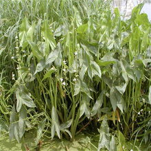 青州茨菇采购基地 茨菇农户价格 河道绿化茨菇供应 江瑞园艺多年生水生植物基地
