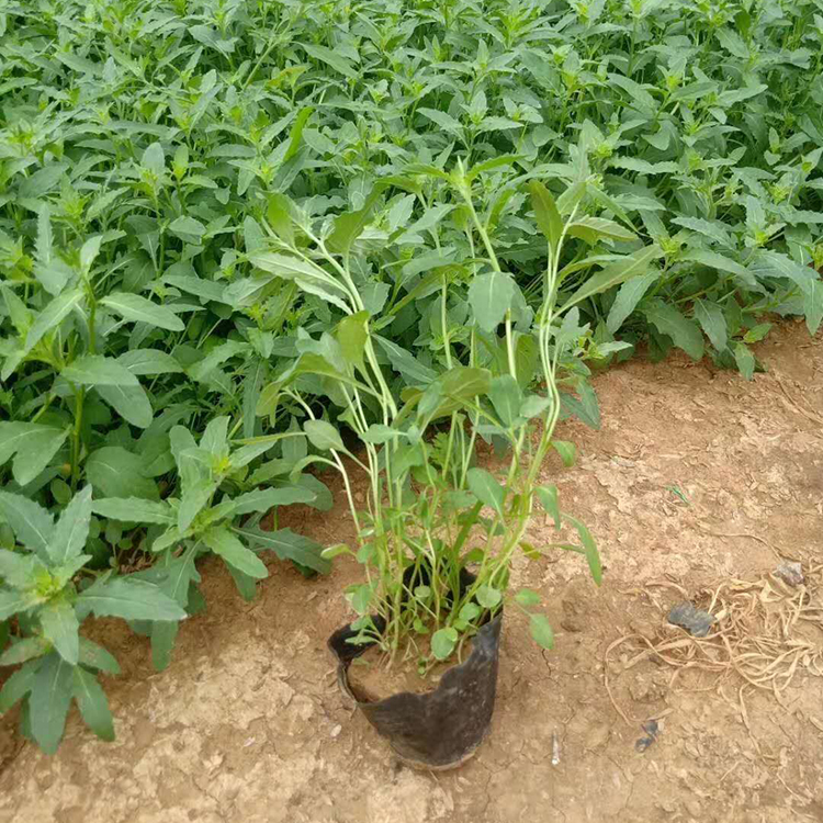 月见草种子 美丽月见草花期6-9月，开花观赏性好