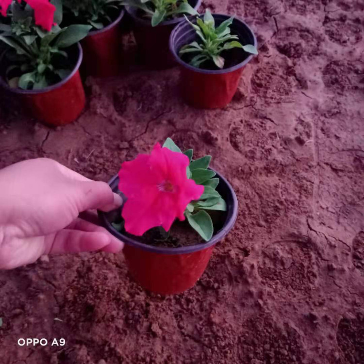 阳台美化矮牵牛  矮牵牛培育   生命力旺盛