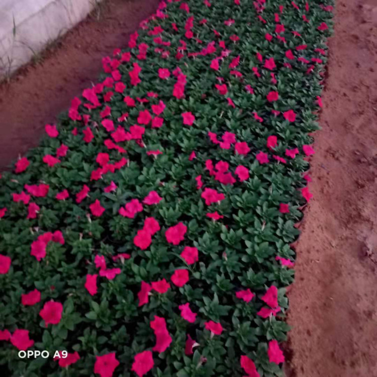 花坛打造用矮牵牛  矮牵牛报价   可打造花海