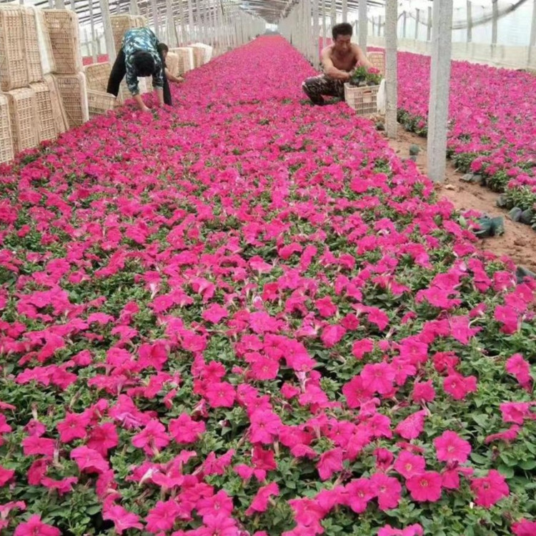 花坛打造用矮牵牛  矮牵牛小苗价格   可打造花海