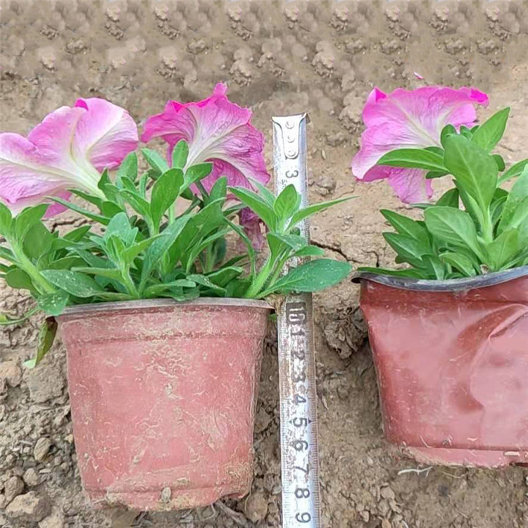多色系牵牛花  矮牵牛批发基地   喜温暖阳光
