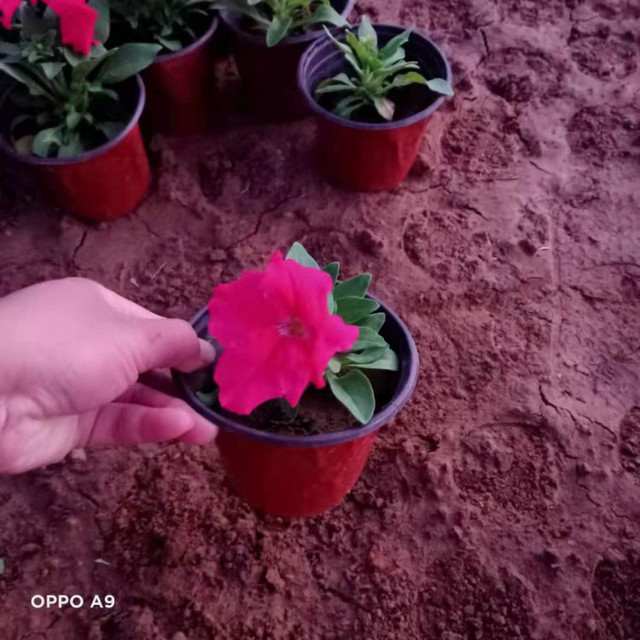 立即询价 联系企业 四时春花坛摆花天天开小苗室内盆栽观赏 天天开 为夹竹桃科 长春花属一种植物 别名金盏草 四时春 日日新 雁头红 三万花 台湾育种出多个品种 育种以花朵越大为趋势 0 13 1000株起订 品牌 辰贺 供货总量 株 发货期限