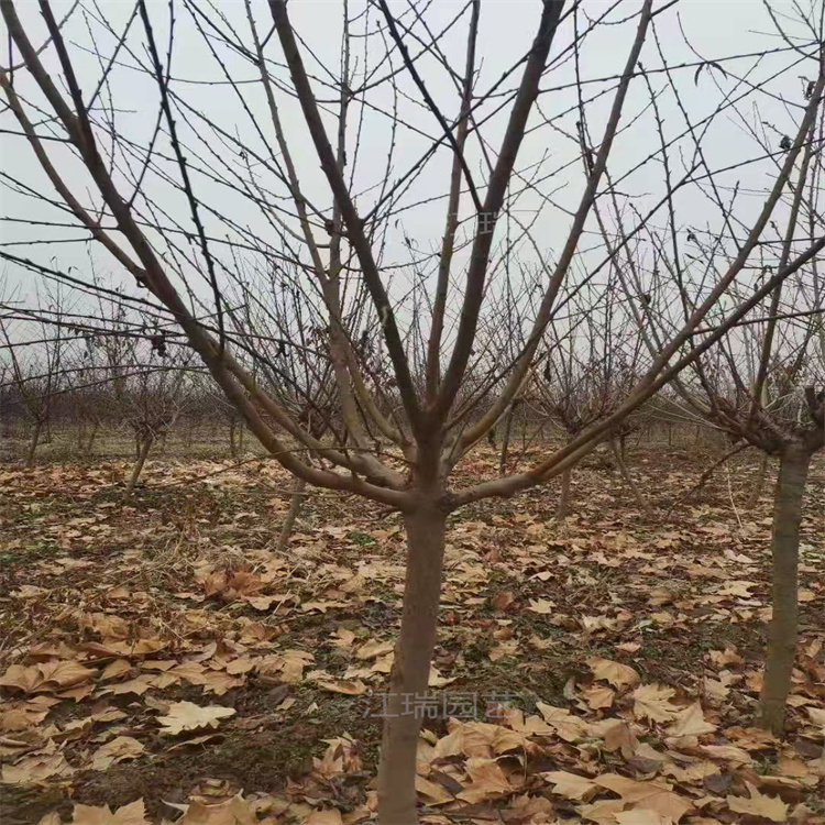 碧桃品种齐全 景区行道树绿化红叶碧桃 观赏价值高 数量多价格低 江瑞园艺