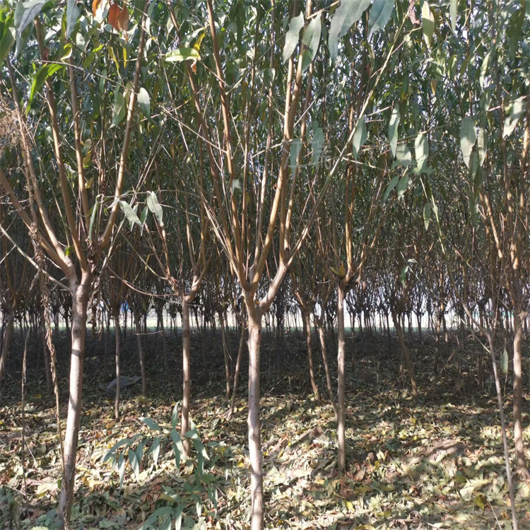 江瑞红叶碧桃大型供应商 碧桃树形好 公园绿化碧桃花色优美 碧桃上车价 质优价廉