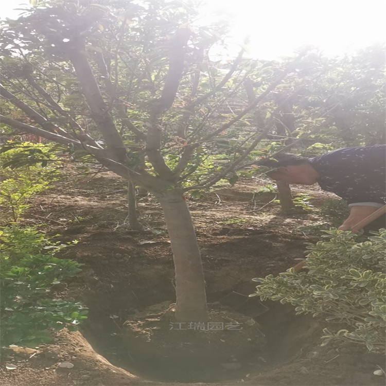 绿化行道树绚丽海棠 绚丽海棠花姿优美 绚丽海棠工厂绿化 江瑞园艺