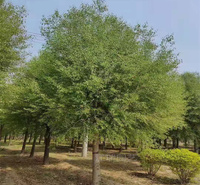 山东丝棉木常年销售 丝棉木树形优美 江瑞丝棉木大型供应商 欢迎咨询