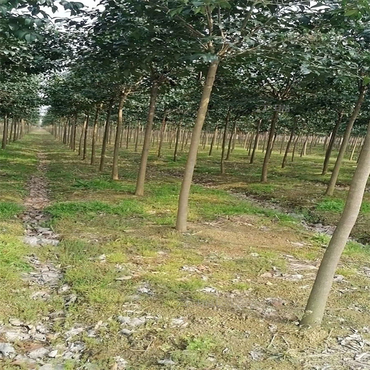 大叶女贞上车价 丛生大叶女贞树姿优美 景区行道树大叶女贞供应 江瑞园艺
