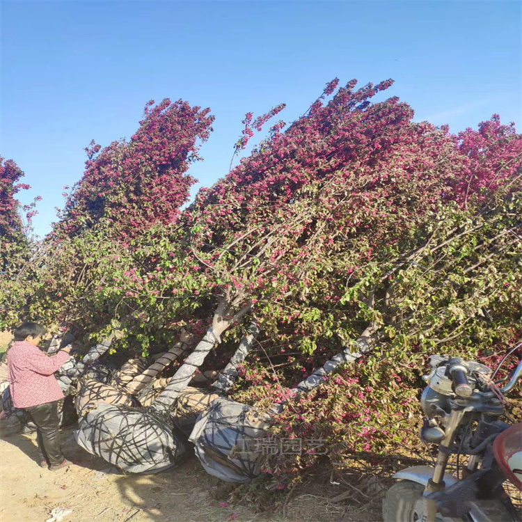 山东绚丽海棠树形优美 绚丽海棠公园路边种植 绚丽海棠装车价格 江瑞