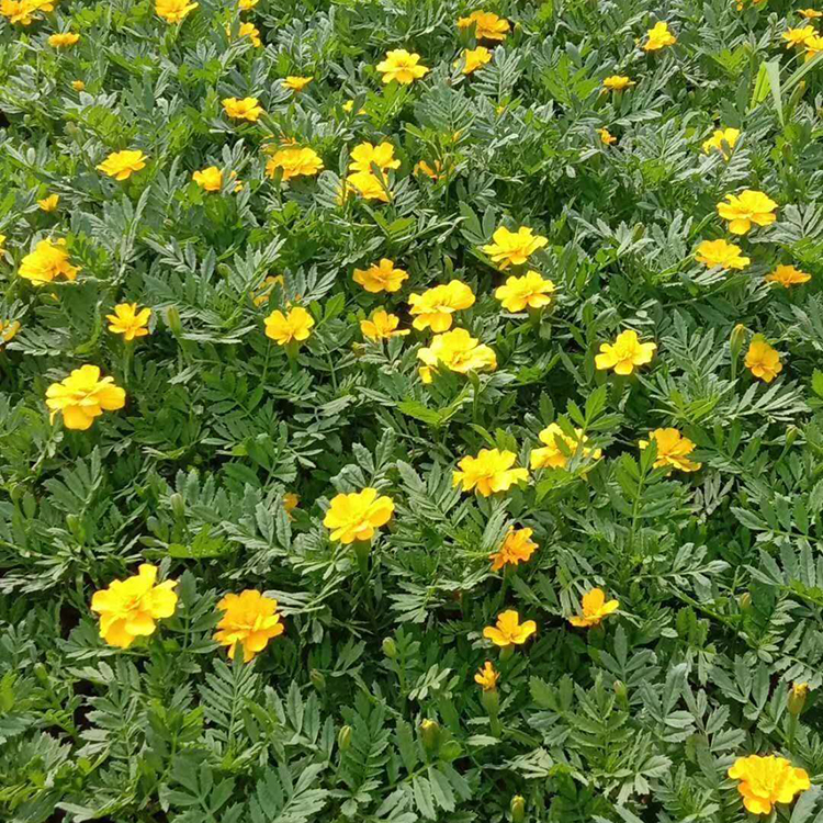 青州草花批发 孔雀草基地 不限量发货 孔雀草
