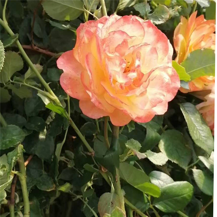 多季开花耐寒盆栽  藤本月季价格  可用作布置花坛、配植花篱、花架