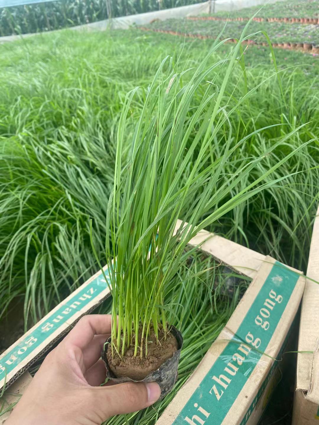 狼尾草  狼尾草基地  小涵花卉 青州草花  芒草基地