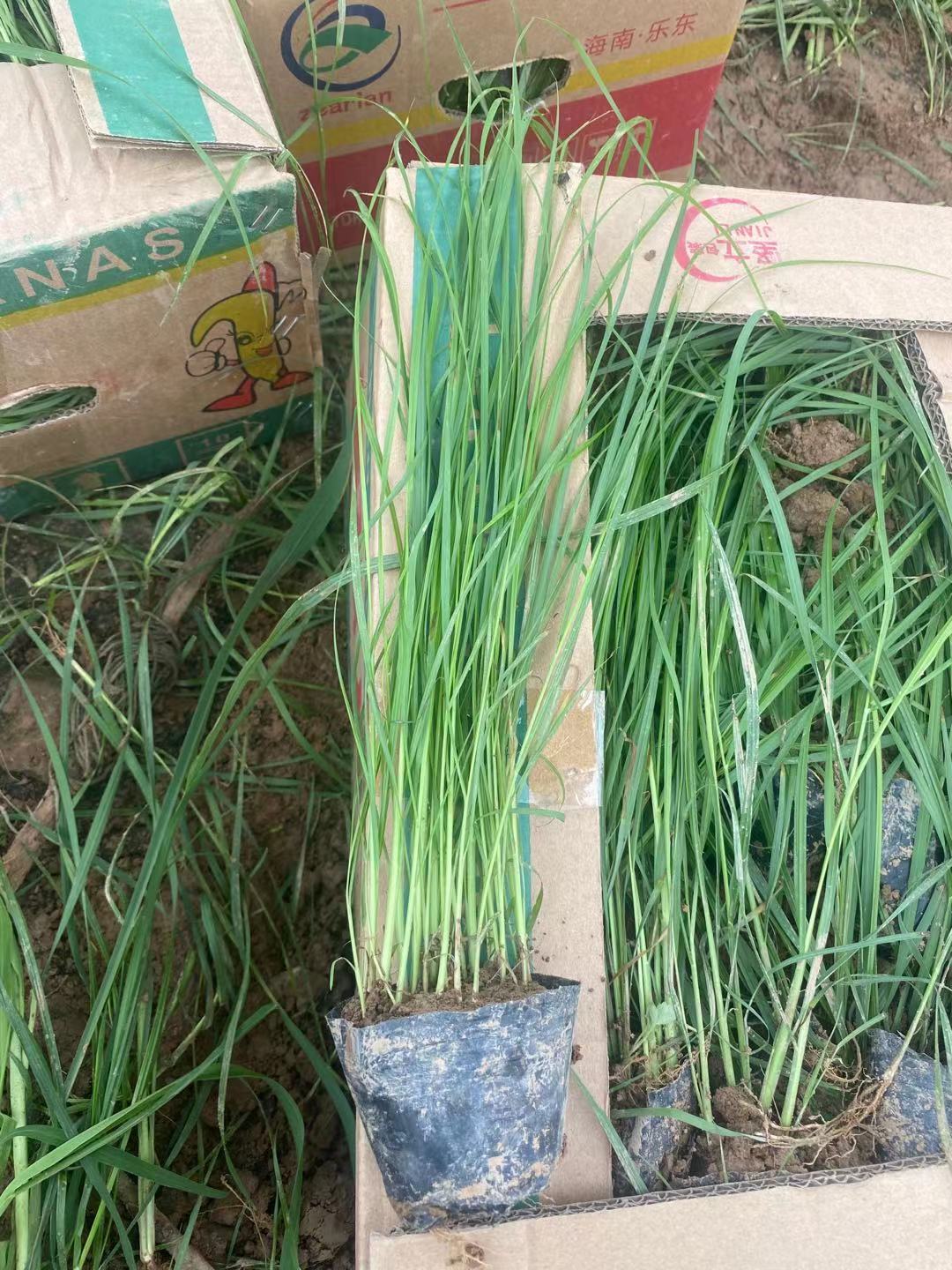 狼尾草基地  狼尾草  小涵花卉  芒草基地
