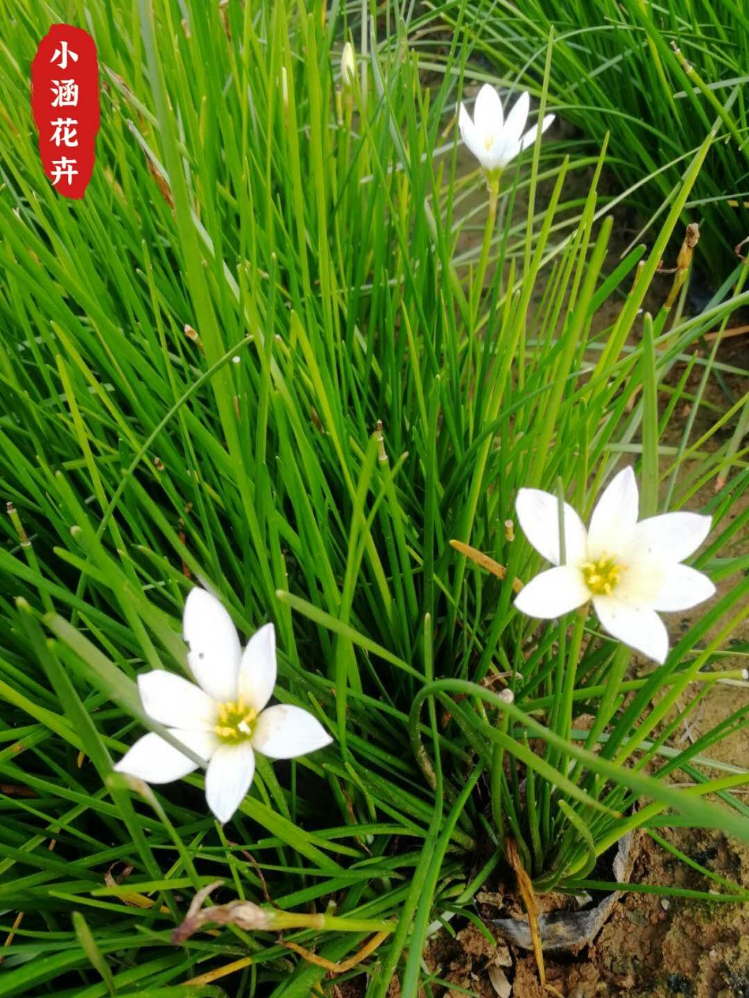 葱兰价格 玉帘价格  白花菖蒲莲 韭菜莲 肝风草 小涵苗木