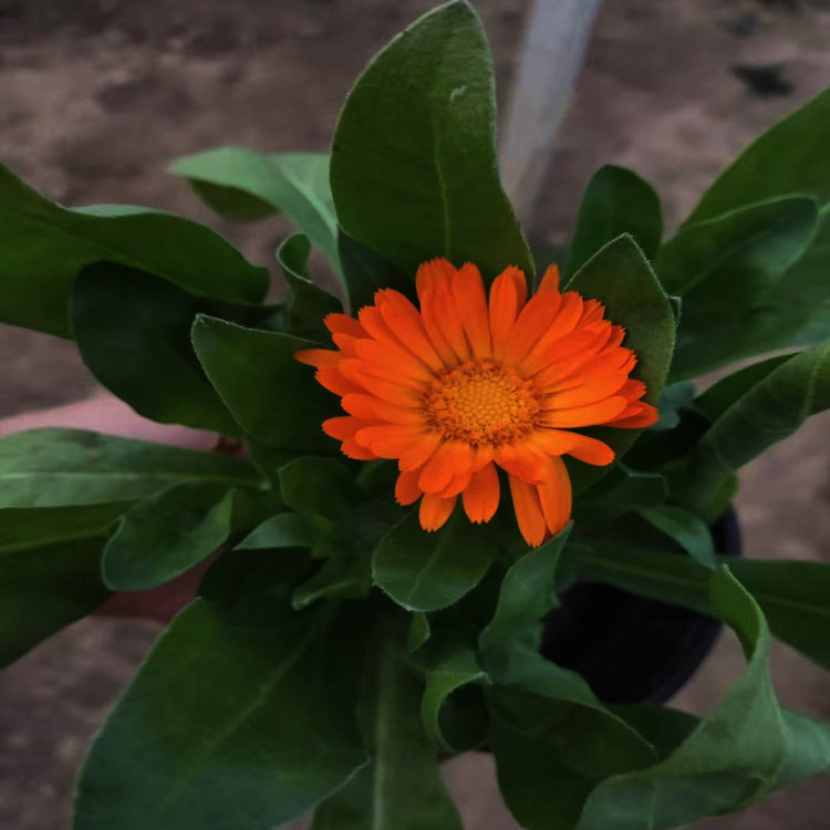 金盏菊花苗出售  金盏菊花苗价格  金盏菊种植厂家