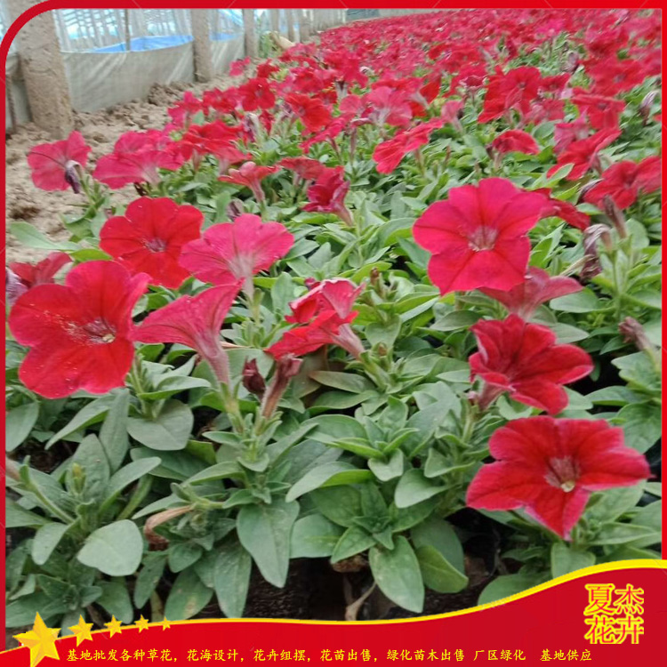 矮牵牛花苗批发价格  矮牵牛花苗出售 矮牵牛种植厂家