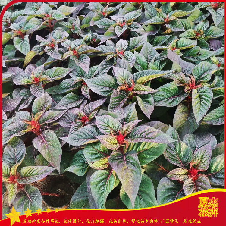 草花一支笔价格  草花一支笔出售 草花一支笔种植基地 