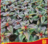 草花一支笔价格  草花一支笔出售 草花一支笔种植基地 