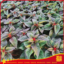 草花一支笔价格  草花一支笔出售 草花一支笔种植基地 